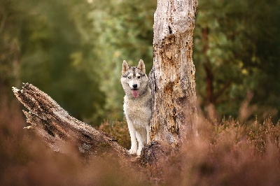 Étalon Siberian Husky - Toundra Of Forest's Little Wolf