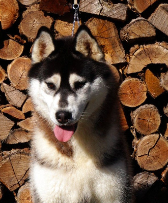 Étalon Siberian Husky - Ushuaia a legend of fire Of Artic West Wind