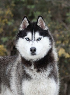 Étalon Siberian Husky - Unbreaker dit shadow (Sans Affixe)