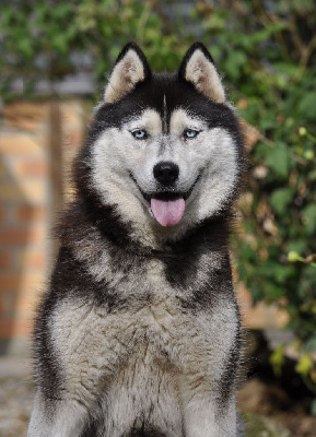 Étalon Siberian Husky - Polka des reves de neige