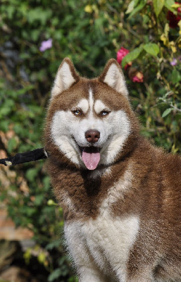 Étalon Siberian Husky - Ukio des reves de neige