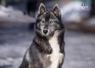 Étalon Siberian Husky - svobodnaya staya Tsar snegov