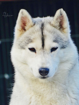 Étalon Siberian Husky - Arkouna Dream's Sublime forest