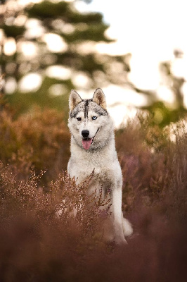 Étalon Siberian Husky - Tealky Of Forest's Little Wolf