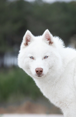 Étalon Siberian Husky - Spirit Of The Wind's U are the one dit anakin