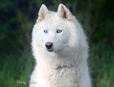 Étalon Siberian Husky - Liubov's Saturne de glace