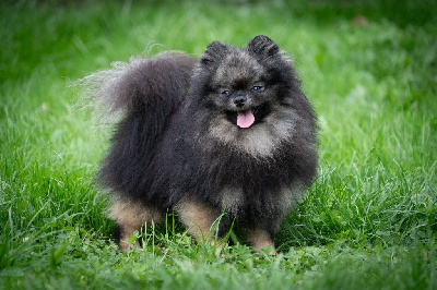 Étalon Spitz allemand - Oh My Poms Titan