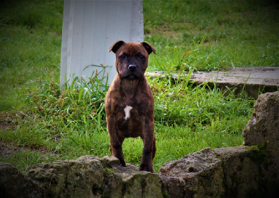 Étalon Staffordshire Bull Terrier - Veritable perseverance De La Terre Des Bulls