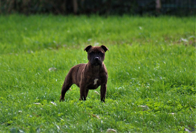 Étalon Staffordshire Bull Terrier - Vanquish the mountain De La Terre Des Bulls