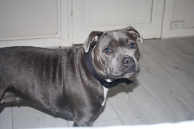 Étalon Staffordshire Bull Terrier - Sade Bluedogcity