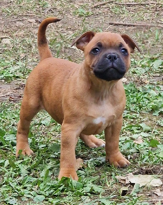 Étalon Staffordshire Bull Terrier - Viny beauty De La Furia Roja