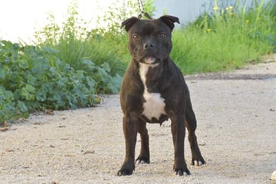 Étalon Staffordshire Bull Terrier - Mc performance Unaccessible nubia