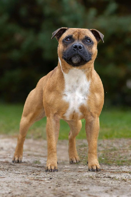 Étalon Staffordshire Bull Terrier - Ultim kurgan of Kaughan