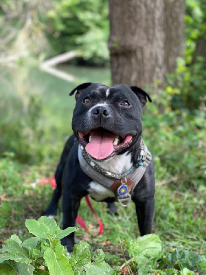 Étalon Staffordshire Bull Terrier - of the Bubble Staff Real baki 's small