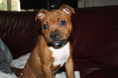 Étalon Staffordshire Bull Terrier - Bluedogcity Tina turner