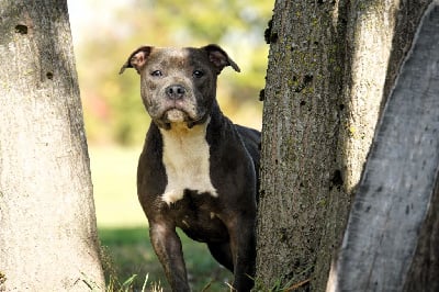 Étalon Staffordshire Bull Terrier - Uchie Forgiveness American Dog