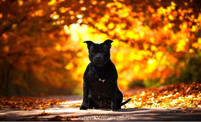 Étalon Staffordshire Bull Terrier - Elevage Heart Breakers Rhéa