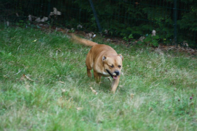 Étalon Staffordshire Bull Terrier - strongbull's knl Thorley