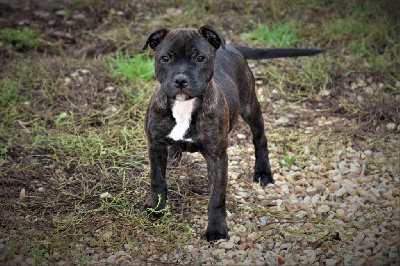 Étalon Staffordshire Bull Terrier - Vraie valeur diamant rose De La Terre Des Bulls