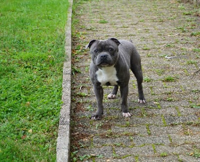 Étalon Staffordshire Bull Terrier - Ultime Blue Best