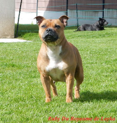 Étalon Staffordshire Bull Terrier - Ruby Du Royaume De Layka