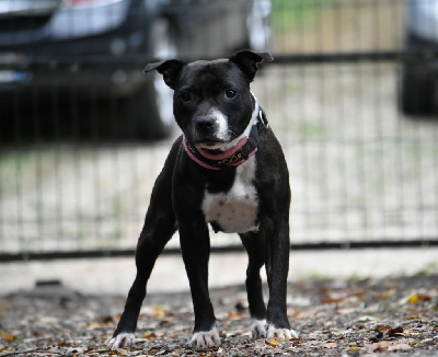 Étalon Staffordshire Bull Terrier - Lalie's Niños The sentinel