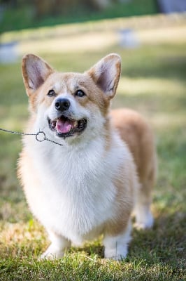 Étalon Welsh Corgi Pembroke - CH. Aston martin ellishine club