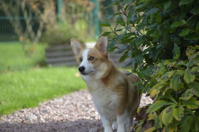 Étalon Welsh Corgi Pembroke - Tapioca Des bories de yakoubia