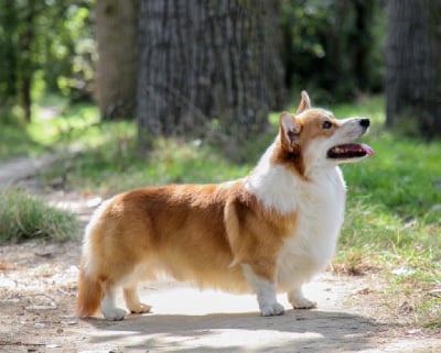 Étalon Welsh Corgi Pembroke - Fenrir ferarry stile