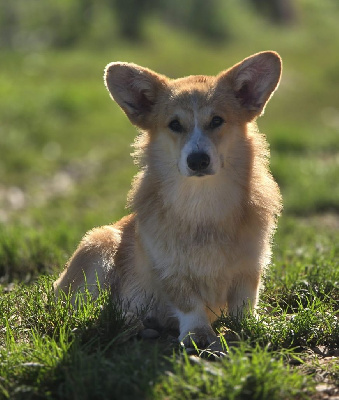 Étalon Welsh Corgi Pembroke - Un amour de jeunesse koda des Romarins de Mayerling