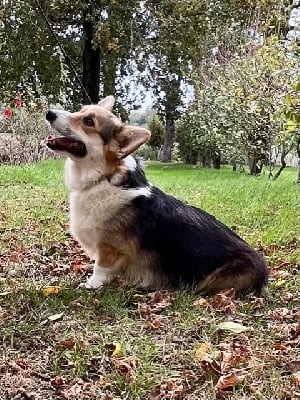 Étalon Welsh Corgi Pembroke - Une star du clos d'Arlequin