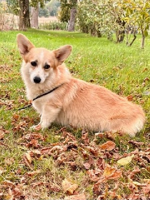 Étalon Welsh Corgi Pembroke - Ulyne (Sans Affixe)