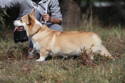 Étalon Welsh Corgi Pembroke - Ezhevika pushistaya garmonija