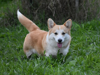 Étalon Welsh Corgi Pembroke - Opus Grande Hurrem sultan