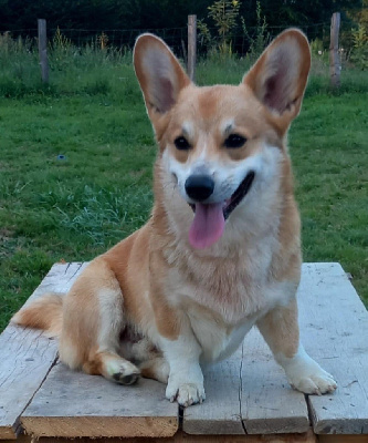 Étalon Welsh Corgi Pembroke - Ubbe d'aimes