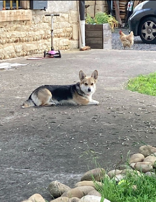 Étalon Welsh Corgi Pembroke - isiwun' Siska