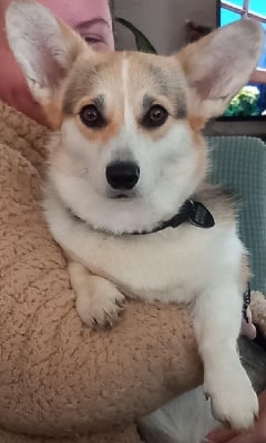 Étalon Welsh Corgi Pembroke - Undra Des Yeux D'Osiris