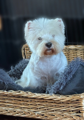 Étalon West Highland White Terrier - Oxie De La Douce Source