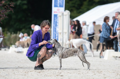 Étalon Whippet - Bohemian Symphony Peaky lizzie starke