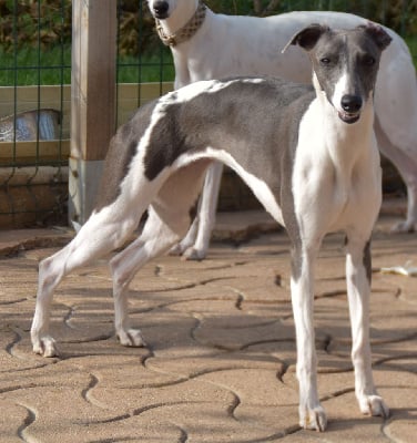 Étalon Whippet - Style romantick chanel Des Filles D'eole