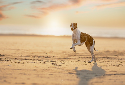 Étalon Whippet - Starlette via croquet Du Val De Cassel