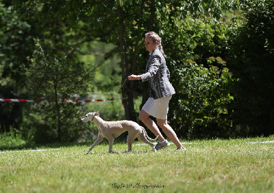 Étalon Whippet - The first lady Du croquet