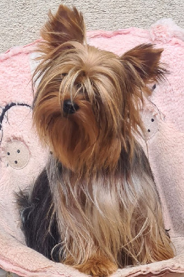 Étalon Yorkshire Terrier - Tahiti (Sans Affixe)