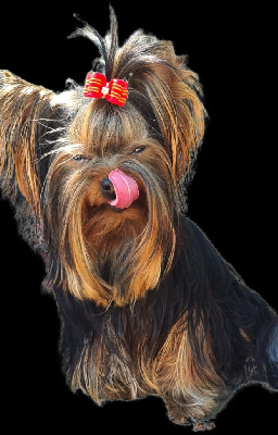 Étalon Yorkshire Terrier - Orfey (Sans Affixe)