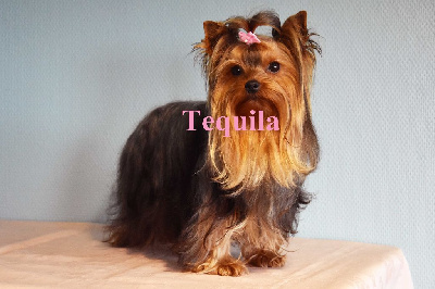 Étalon Yorkshire Terrier - Tequila du moulin de Caveaumont