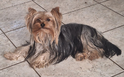 Étalon Yorkshire Terrier - Unik beauty Du puits des sortileges