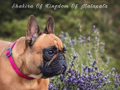 Étalon Bouledogue français - Shakira of kingdom of malapata