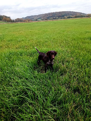 Étalon Petit Epagneul de Münster - Vénus Vom hundegelaut