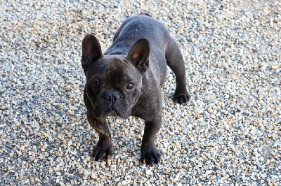 Étalon Bouledogue français - Small boy du moulin des dieux