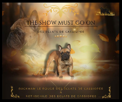 Étalon Bouledogue français - The show must go on Des éclats De Cassiopée